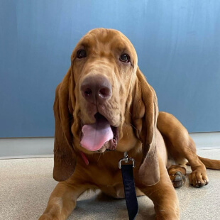 Pet Diagnostics in Ellisville