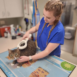 Pet Preventative Care in Ellisville