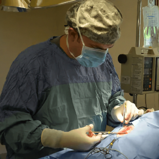 Pet Surgery in Ellisville