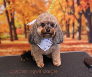 Grooming 3