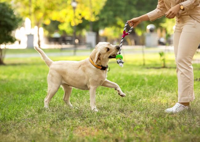 Veterinary Clinic in Ellisville